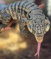 Baby "Tribrid" Tegus (blue x red x black & white)