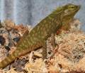 Green Canopy Lizards (aka Maned Forest Lizards)