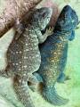 Baby Philbyi Uromastyx 3