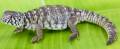 Baby Philbyi Uromastyx 1