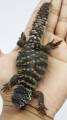 Baby Philbyi Uromastyx 3
