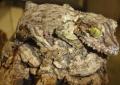 Mossy Leaf Tailed Geckos