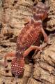 Smooth Knob Tailed Geckos Pilbarensis