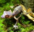 Satanic Leaf Tailed Geckos