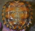 Asian Spiny Turtles