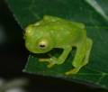 Northern Glass Frogs