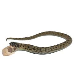 Baby Sable Anaconda Western Hognose Snake 1