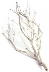 Small sandblasted manzanita