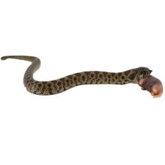 Baby Male Sable Western Hognose Snake 2
