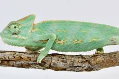 Baby Veiled Chameleons