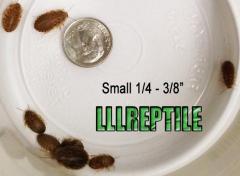 Small Dubia Roaches