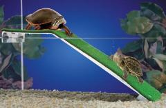 Penn Plax Turtle Platform