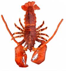 Lobster with Claws 18" Plush Stuffed Animal