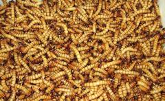 Superworms shipped WITH Crickets