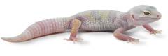 Baby Albino Mack Snow Leopard Geckos