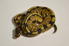 Baby Ball Pythons 100% het for Piebald