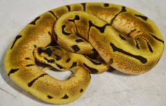 Baby Enchi Spider Ball Pythons
