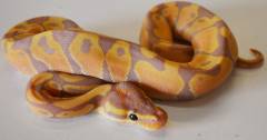 Baby Banana Enchi Ball Pythons
