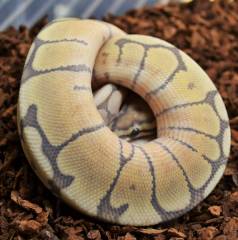 Baby Hypo Mojave Spider Ball Pythons