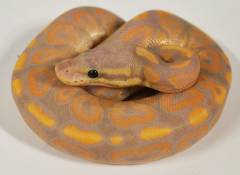 Baby Banana Cinnamon Ball Pythons 