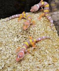 Baby Hybino Leopard Geckos