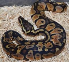 Baby Pastel Ball Pythons 100% Het for Clown