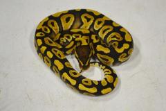 Baby Mystic Ball Pythons