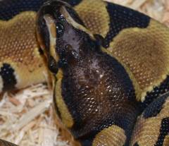 Baby Scaleless Head Ball Pythons