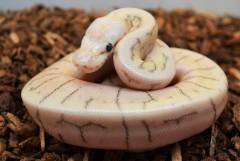 Baby Killer Blast Ball Pythons