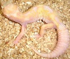 Medium Raptor Leopard Geckos