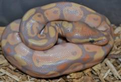 Baby Banana Calico Ball Pythons