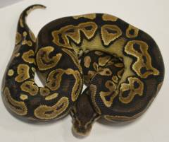 Baby Cinnamon Yellow Belly Ball Pythons