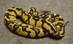Baby Firefly Ball Pythons