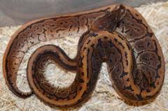 Baby Black Pastel Pinstripe Ball Pythons