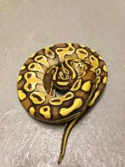 Baby Pastel Lesser Ball Pythons