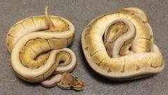 Baby Kingspin Ball Pythons
