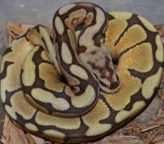 Baby Spider Caramel Ball Pythons