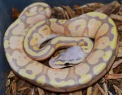 Baby Banana Super Pastel Ball Pythons