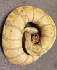 Baby Coral Glow Ball Pythons