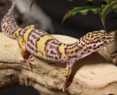 Adult Female Albino Leopard Geckos