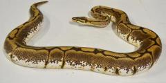 Adult Spider Ball Pythons