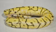 Baby Ghost Bumblebee Ball Pythons