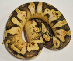 Baby Calico Fire Ball Pythons