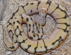 Baby Ghost Killerbee Ball Pythons