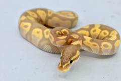 Baby Banana Fire Ball Pythons