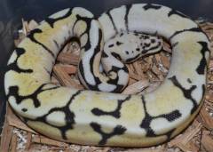 Baby Bumblebee Fire Ball Pythons