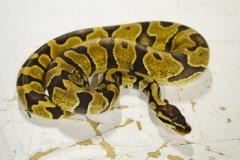 Small Enchi Ball Pythons