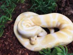 Sub Adult Albino Ball Pythons
