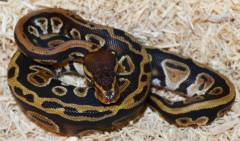 Baby Cypress Ball Pythons
