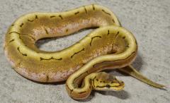 Baby Spinner Ball Pythons